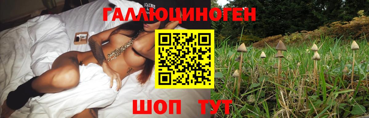 Шелехов  Псилоцибиновые грибы Psilocybine cubensis  Вход с VPN 
